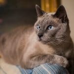 Chocolate Point Siamese Cat