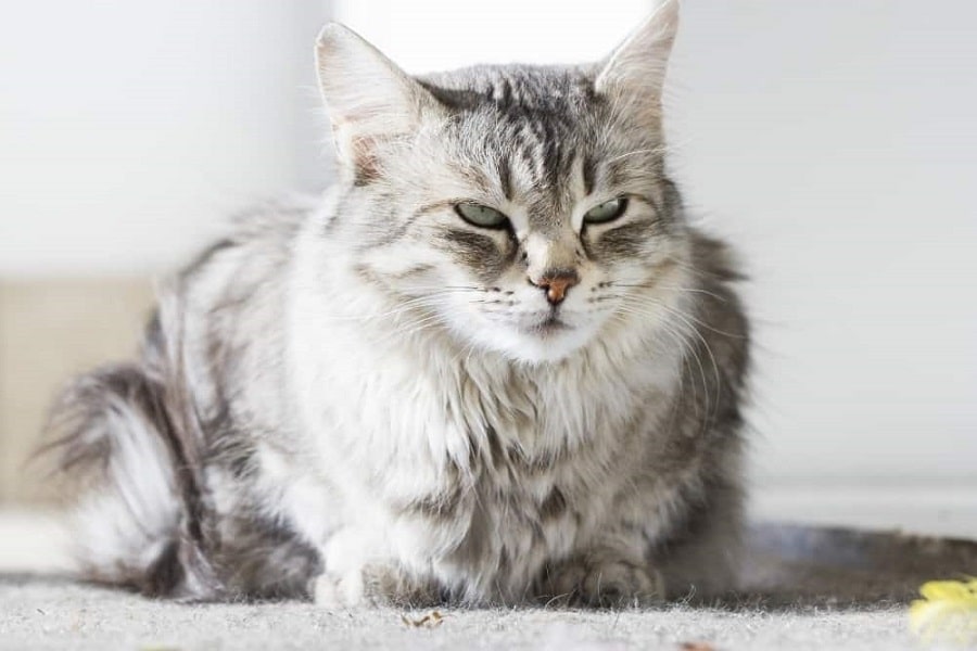 Siberian Cat information