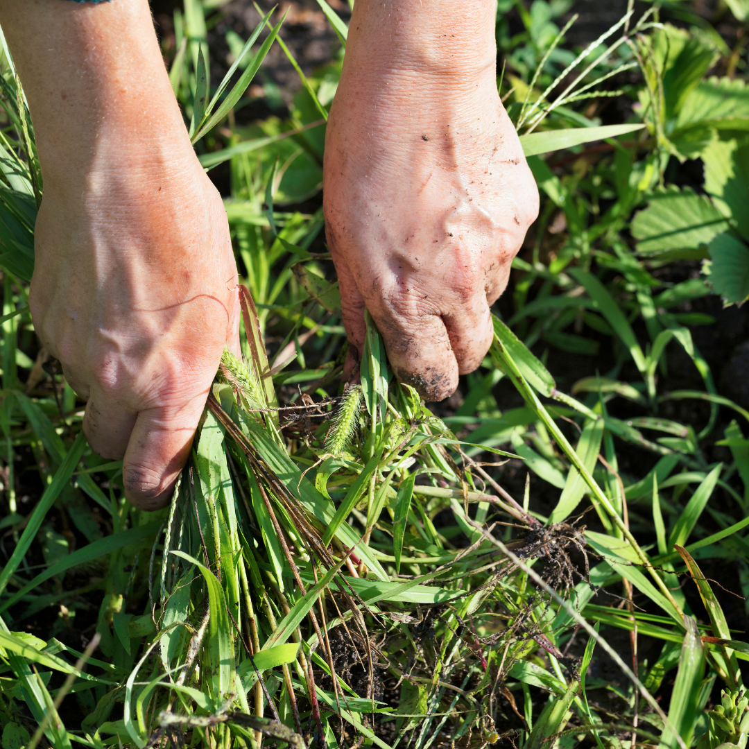 When to Apply Weed Killer