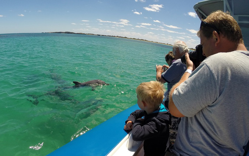 Dolphin, Penguin & Sea Lion Adventure Cruise