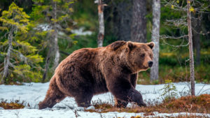 Soñar con Oso