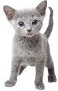 Gray Cat