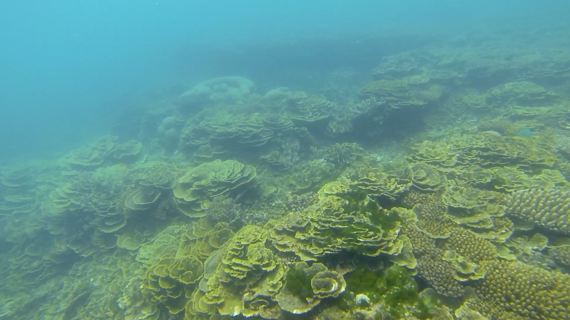 Healthy Coral Reefs