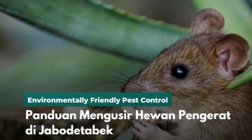 Panduan Mengusir Hewan Pengerat di Jabodetabek