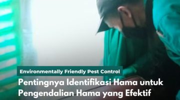 Pentingnya Identifikasi Hama untuk Pengendalian Hama yang Efektif