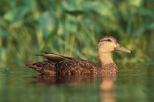 Ducks