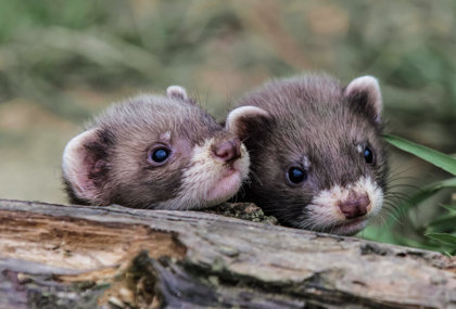 Ferrets