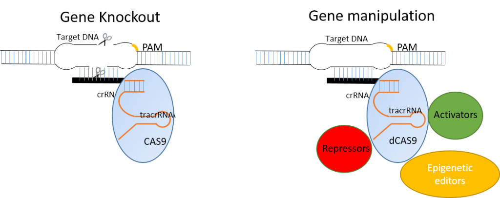 Crispr Cas9 Guide ~UPD~