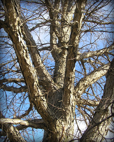 Native Trees of Indiana River Walk