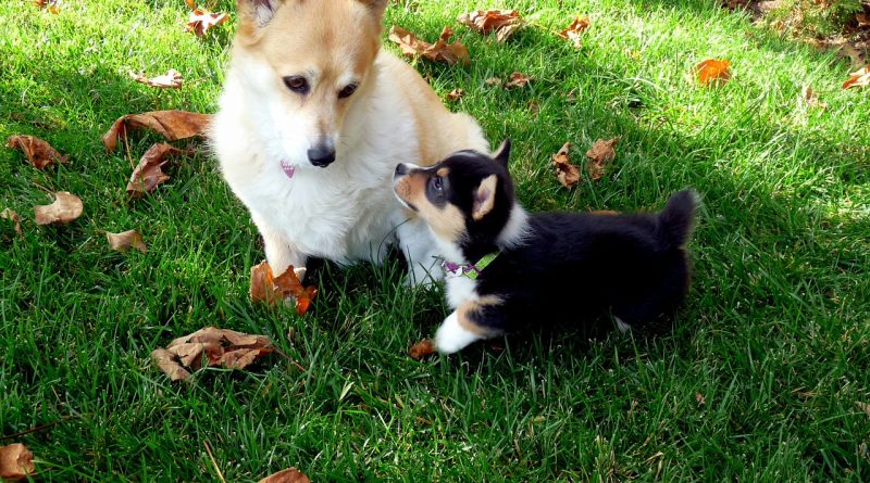 Corgi adult and puppy