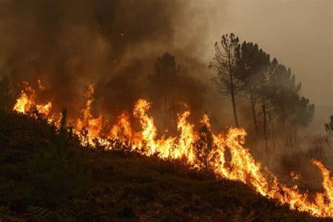 An image of a forest fire, with black smoke polluting the air