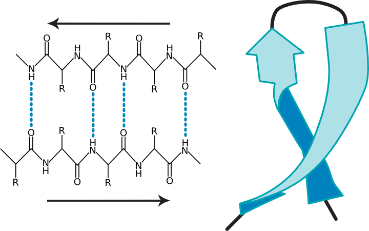 Two views of a &beta;-sheet