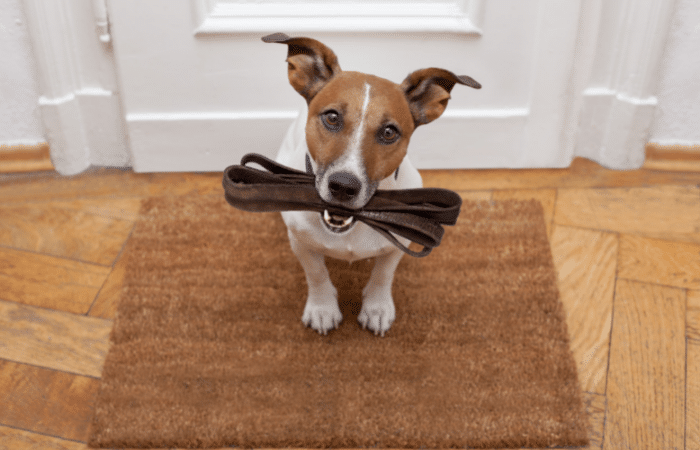 dog sat on door mat with leash in mouth