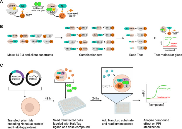 Development of a NanoBRET assay for evaluation of 14-3-3σ molecular ...