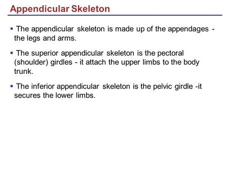 Appendicular Skeleton