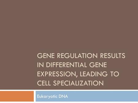 Gene Regulation results in differential Gene Expression, leading to cell Specialization Eukaryotic DNA.