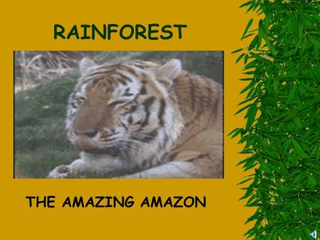 RAINFOREST THE AMAZING AMAZON.