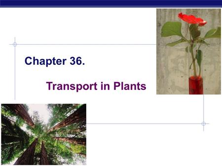 AP Biology Chapter 36. Transport in Plants AP Biology Transport in plants  H 2 O & minerals  Sugars  Gas exchange.