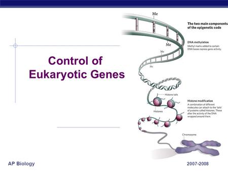 AP Biology 2007-2008 Control of Eukaryotic Genes.