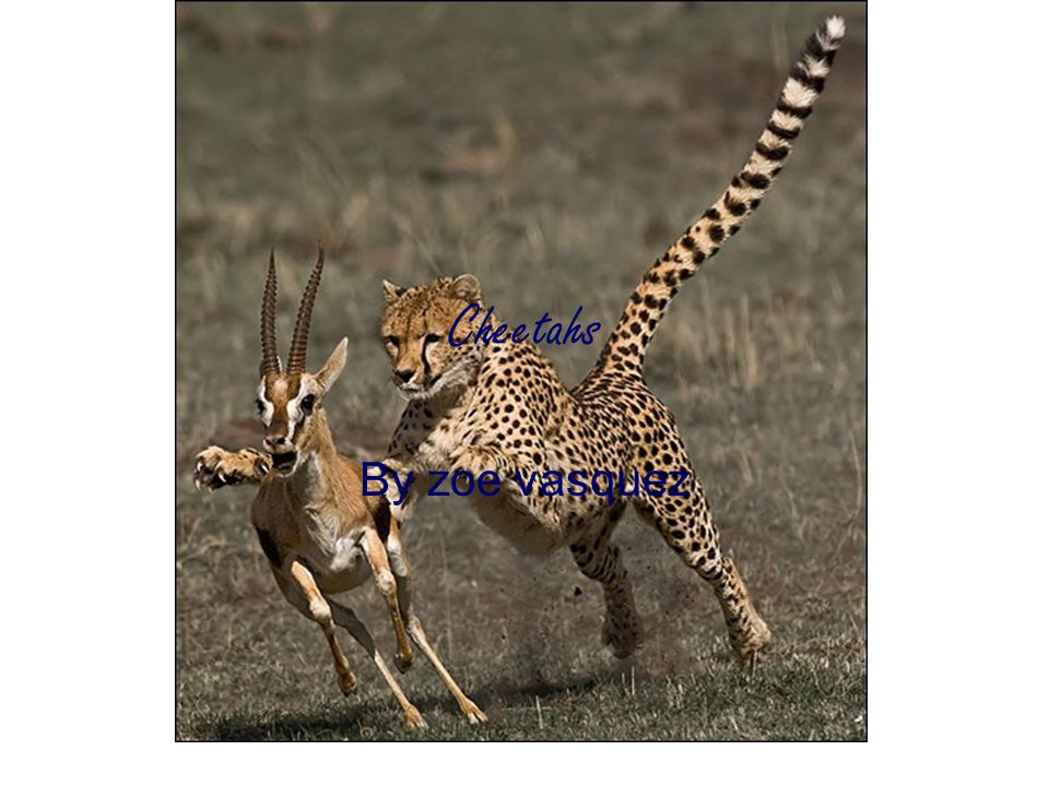 Cheetah Food Chain