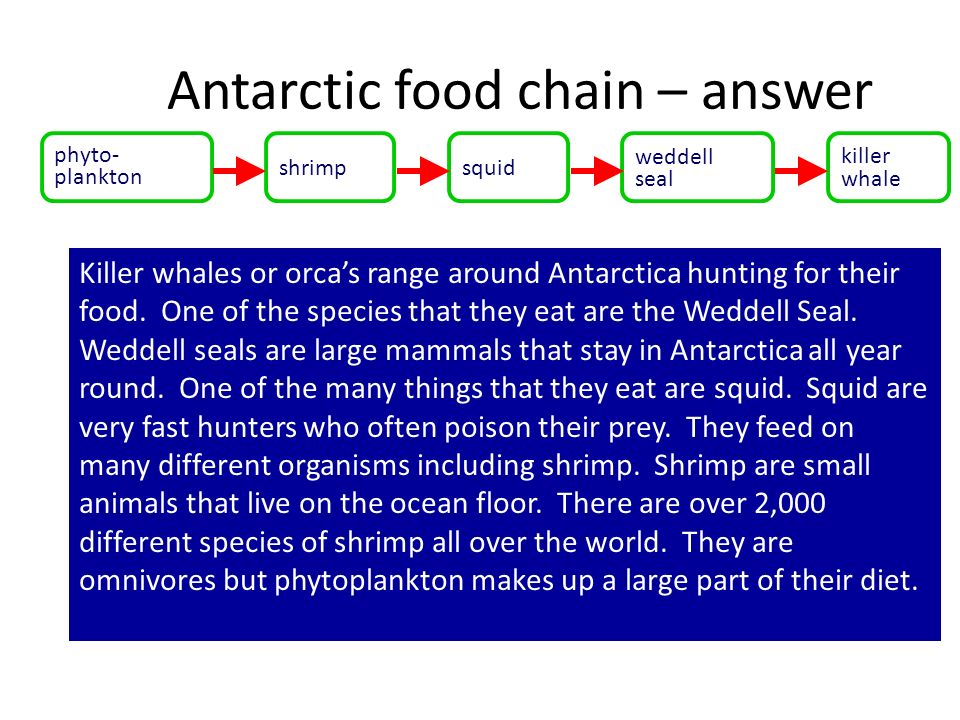 Antarctic Food Web