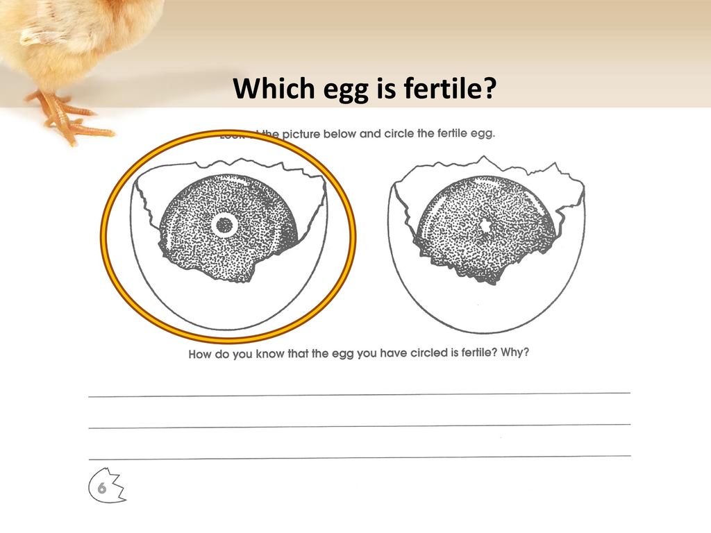 4-H Embryology Week ppt download