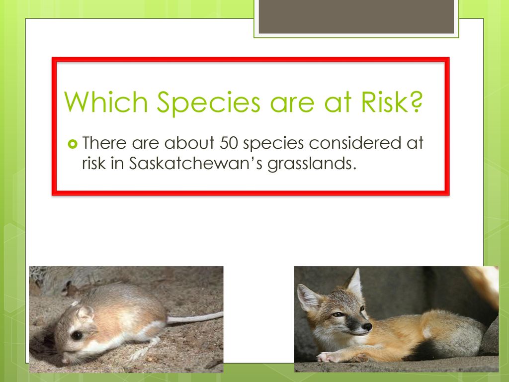 Species at Risk. - ppt download