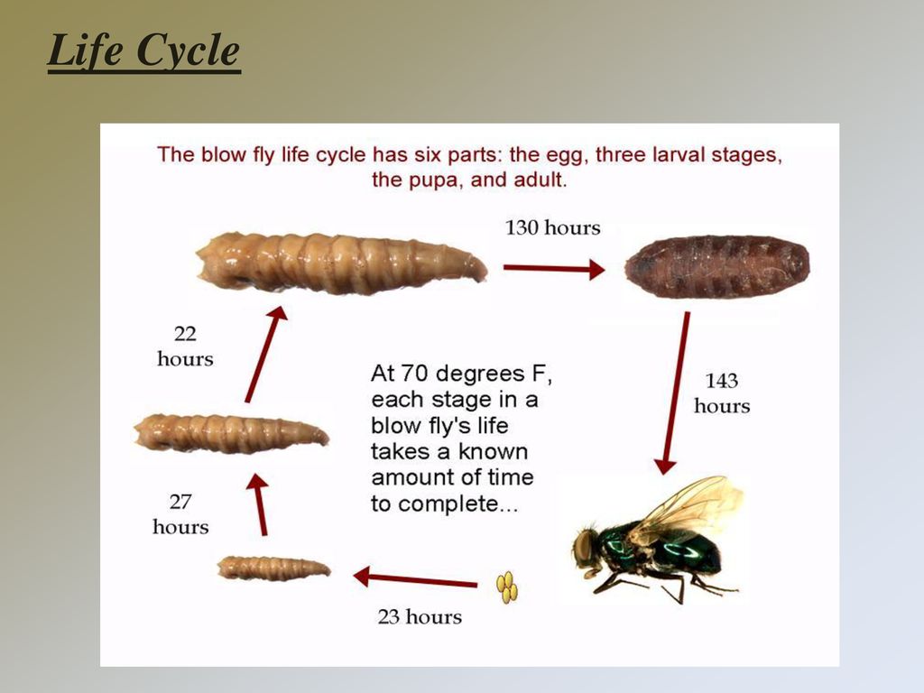 Blow or Flesh flies. - ppt download