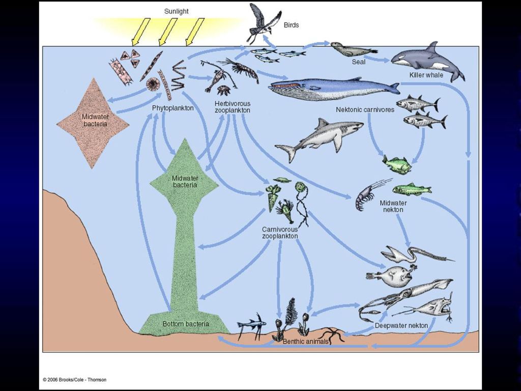 Fundamentals of Ecology - ppt download