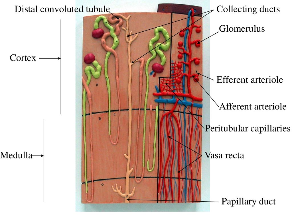 Renal vessels Ureters Uterus Urinary bladder. - ppt download