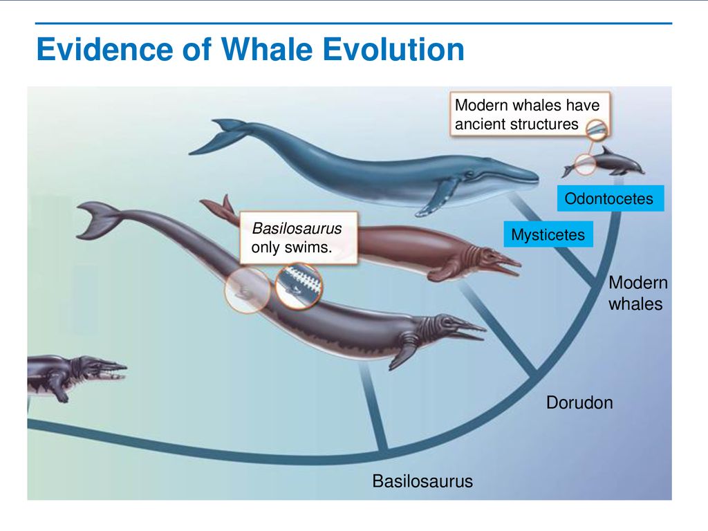 Evidence of Evolution Read the lesson title aloud to students. - ppt ...