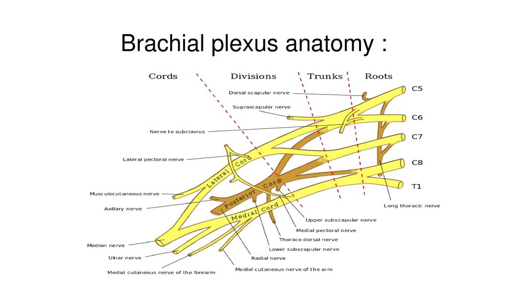 Peripheral nerve injuries - ppt download