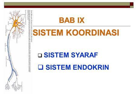 BAB IX SISTEM KOORDINASI SISTEM SYARAF SISTEM ENDOKRIN.