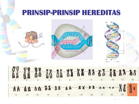 PRINSIP-PRINSIP HEREDITAS