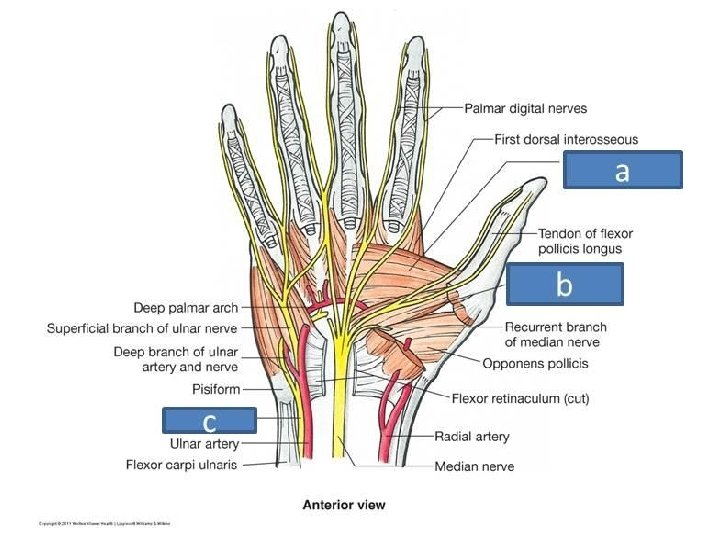 MAJOR ARTERIES OF UPPER LIMB BY DR SHIVARAMA