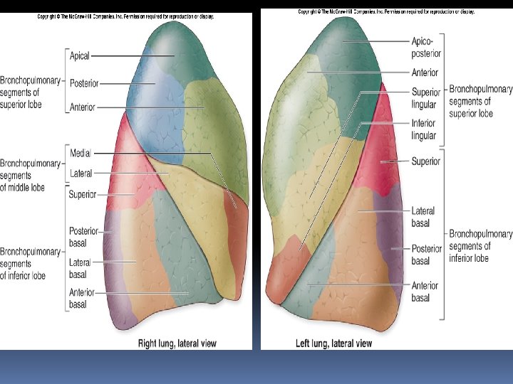 LUNGS PLEURA Dr Shathaly Mustafa Majed MSc Human