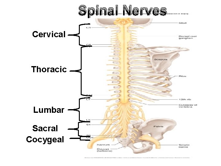 Physiology of CNS Neurophysiology of Sensations By Dr