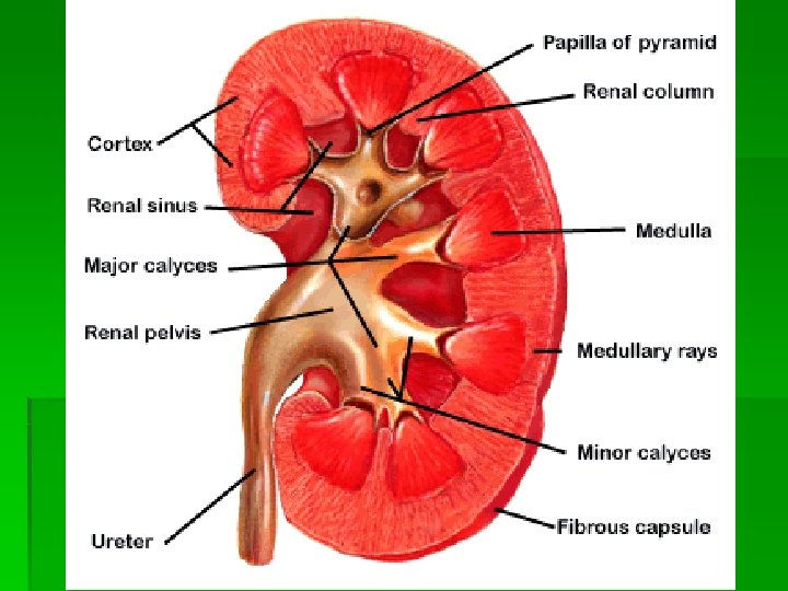 Urinary System Functions of Urinary System 1 Excretion