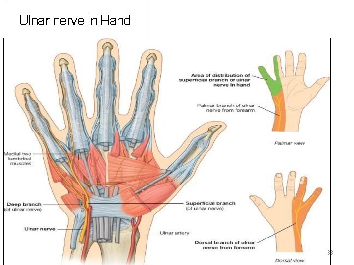 ULNAR NERVE ANATOMY Its LESIONS Dr Mukesh Singla