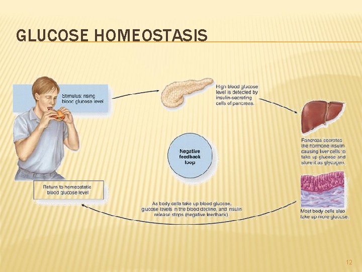 GLUCOSE HOMEOSTASIS 12 