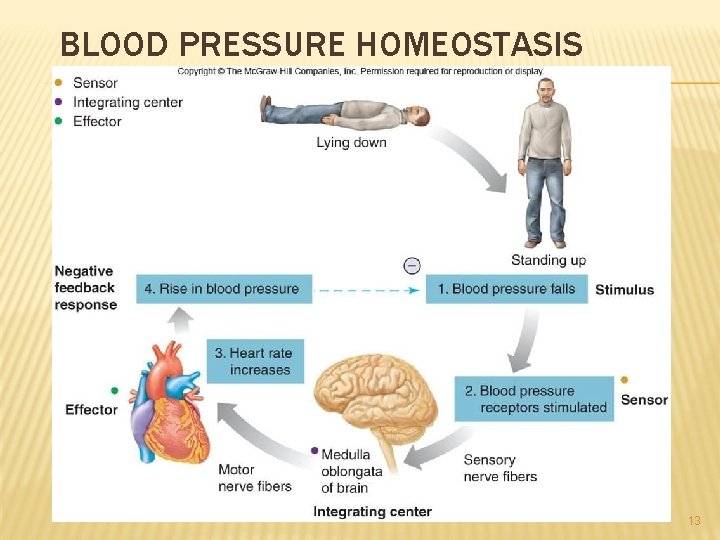 BLOOD PRESSURE HOMEOSTASIS 13 