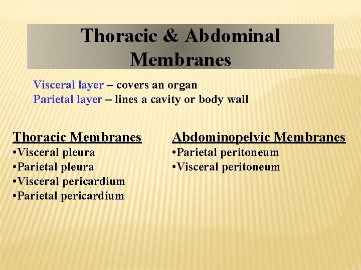 Thoracic & Abdominal Membranes Visceral layer – covers an organ Parietal layer – lines