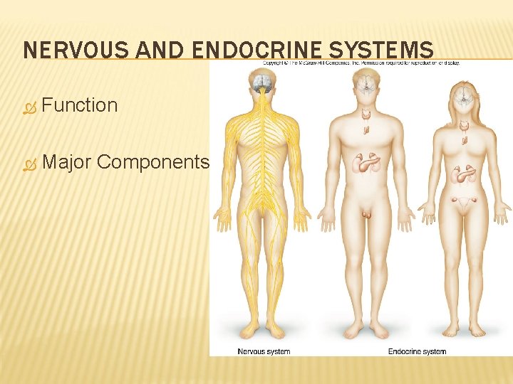 NERVOUS AND ENDOCRINE SYSTEMS Function Major Components 