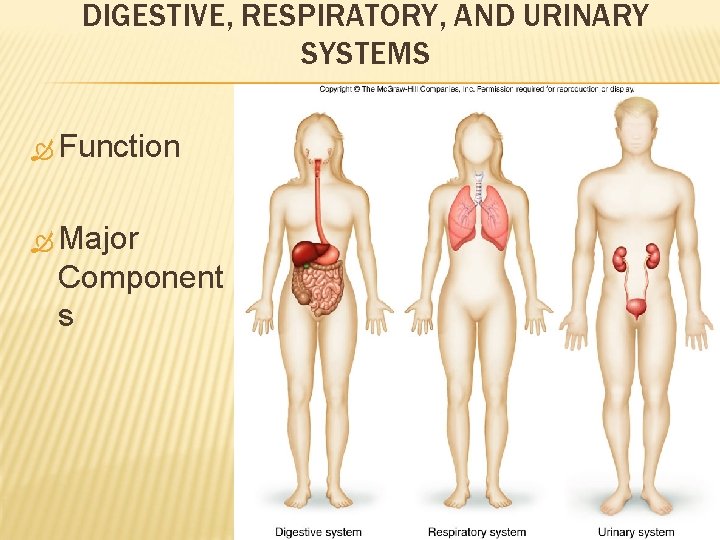 DIGESTIVE, RESPIRATORY, AND URINARY SYSTEMS Function Major Component s 