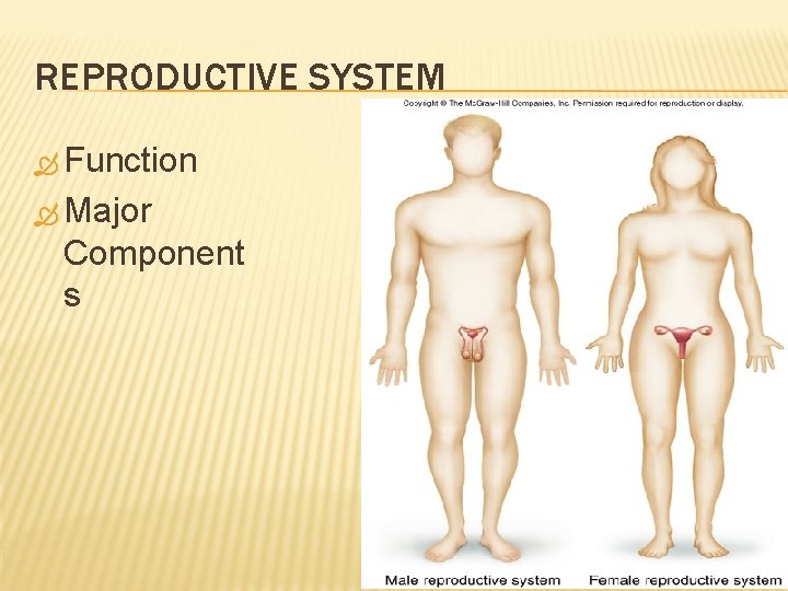 REPRODUCTIVE SYSTEM Function Major Component s 