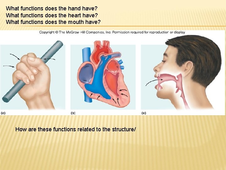 What functions does the hand have? What functions does the heart have? What functions