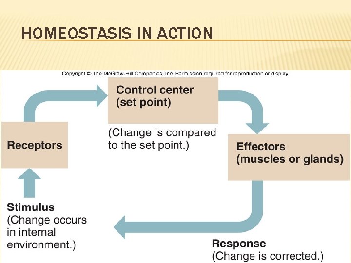 HOMEOSTASIS IN ACTION 