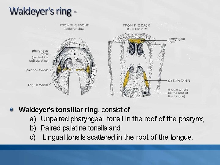 Waldeyer's tonsillar ring, consist of a) Unpaired pharyngeal tonsil in the roof of the