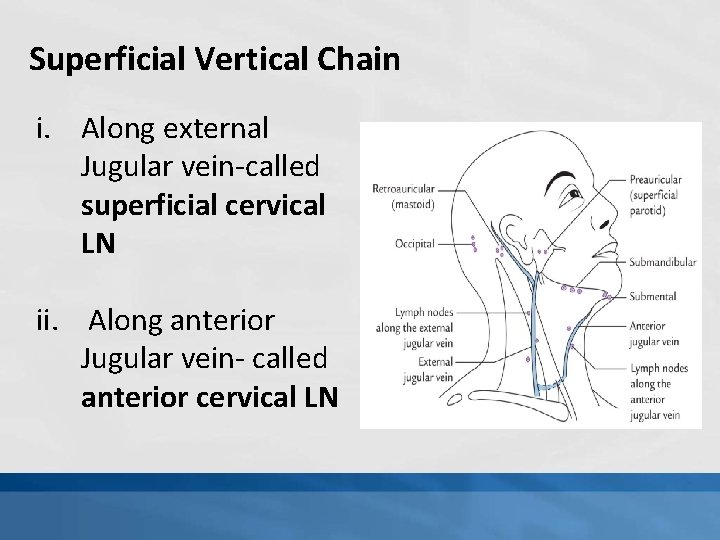 Superficial Vertical Chain i. Along external Jugular vein-called superficial cervical LN ii. Along anterior