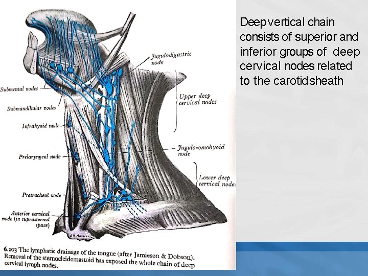 Deep vertical chain consists of superior and inferior groups of deep cervical nodes related